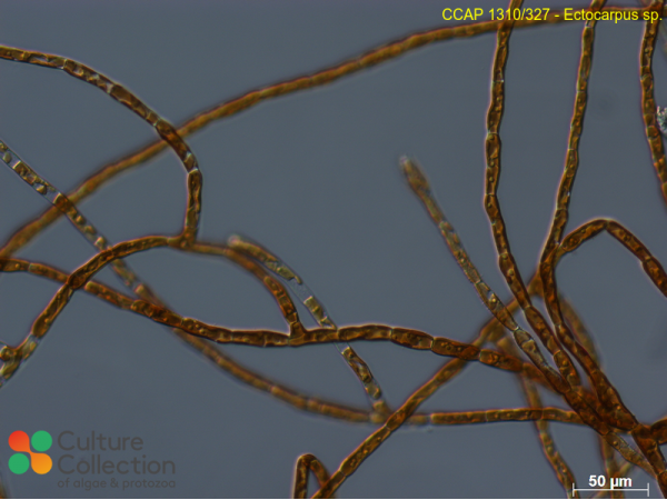 Ectocarpus sp. Ectocarpus sp.