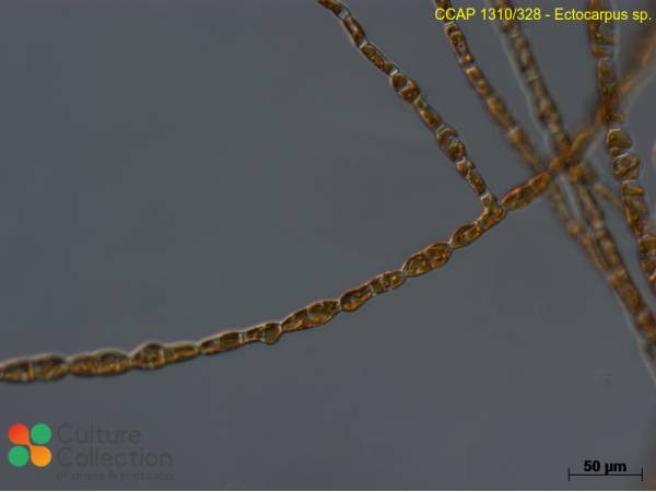 Ectocarpus sp.