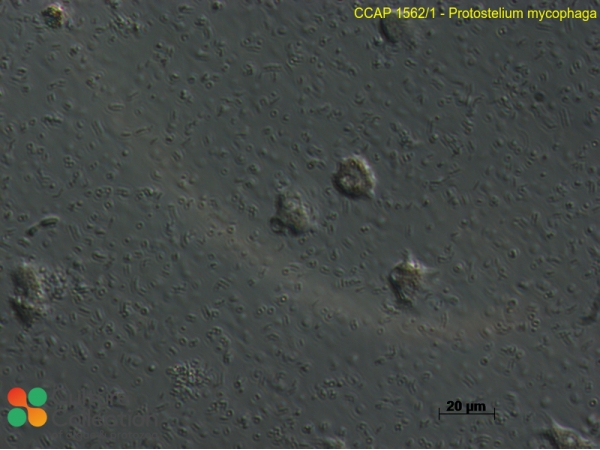 Protostelium mycophaga