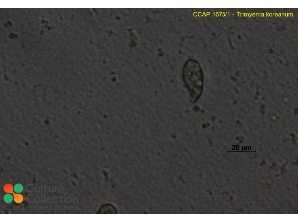 Trimyema koreanum