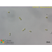 Stichococcus bacillaris