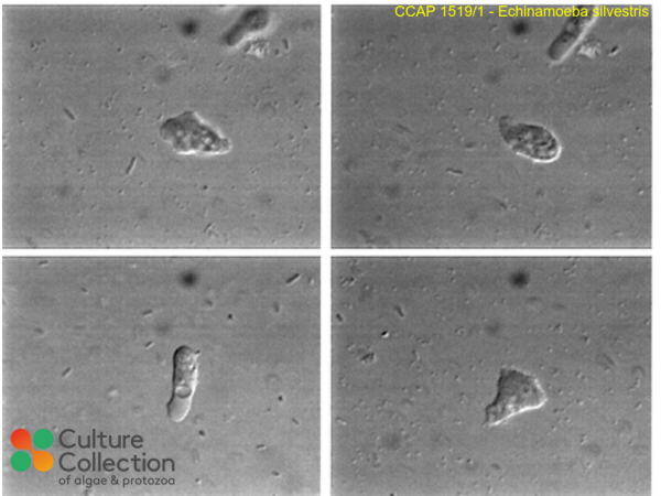 Echinamoeba silvestris
