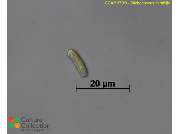 Stichococcus mirabilis