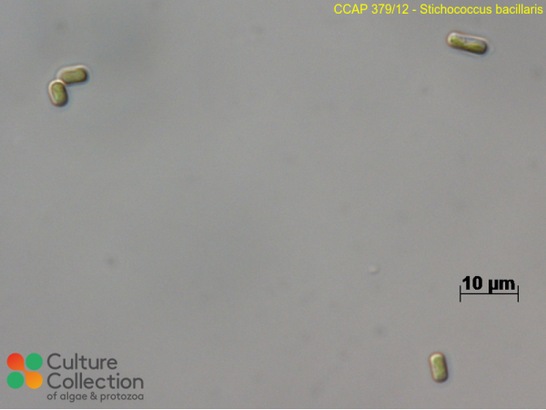 Stichococcus bacillaris