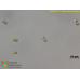 Stichococcus bacillaris
