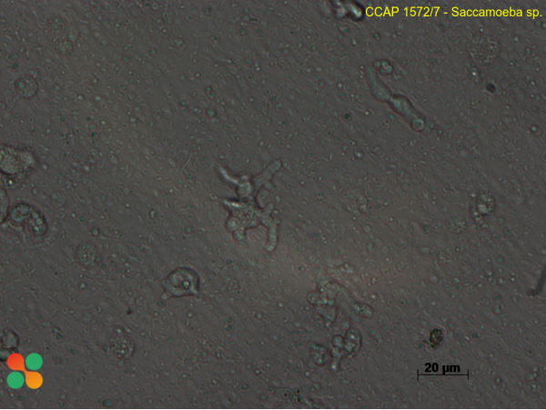 Saccamoeba sp.