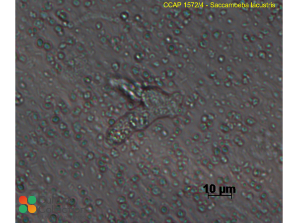Saccamoeba lacustris