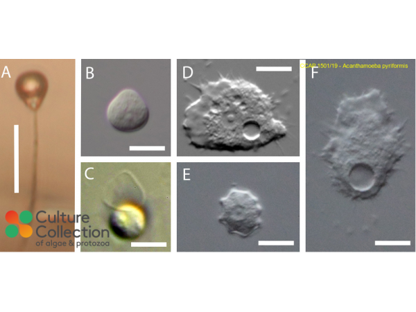 Acanthamoeba pyriformis