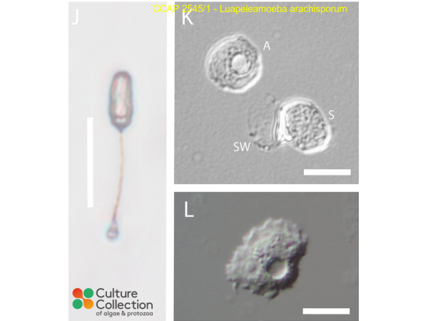 Luapeleamoeba arachisporum