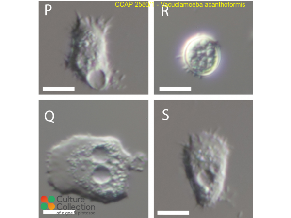 Vacuolamoeba acanthoformis