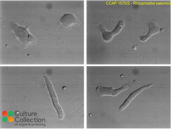 Rhizamoeba saxonica
