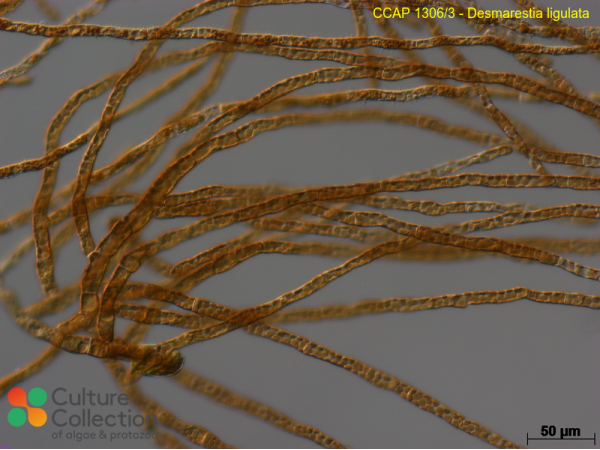 Desmarestia ligulata
