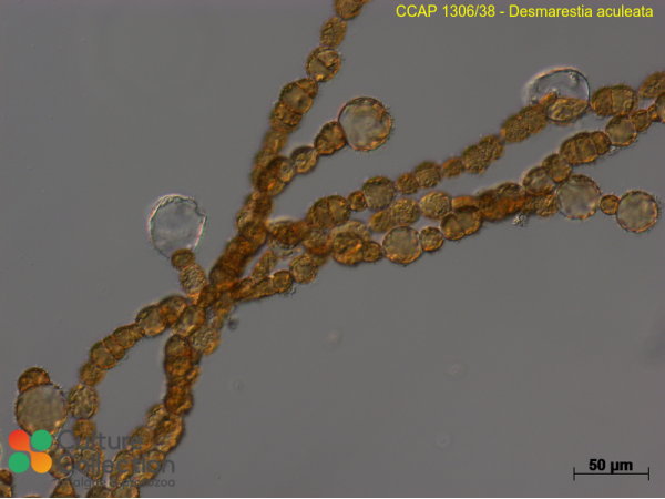 Desmarestia aculeata