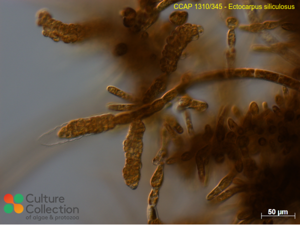 Ectocarpus siliculosus