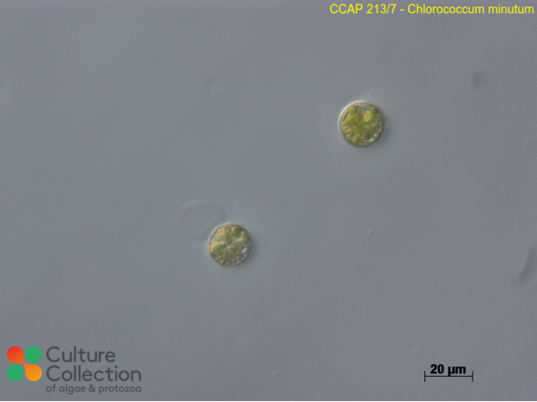 Chlorococcum minutum