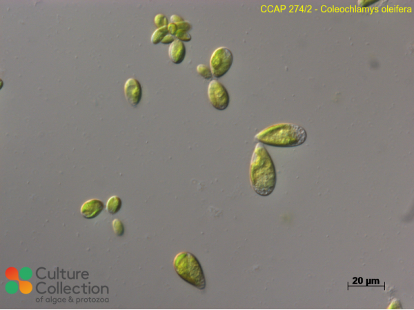 Coleochlamys oleifera