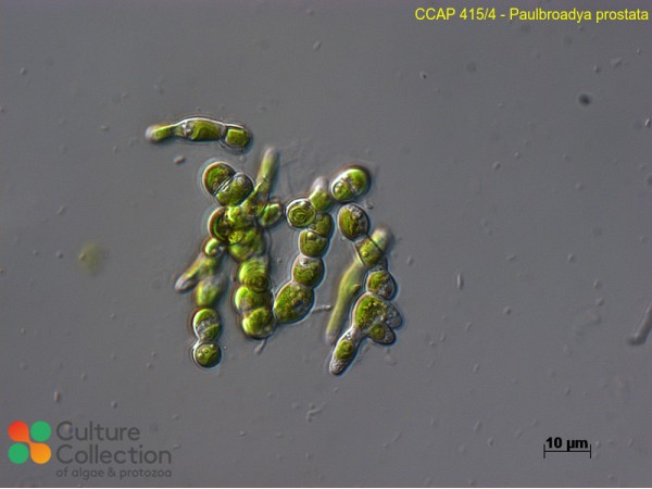 Paulbroadya prostrata