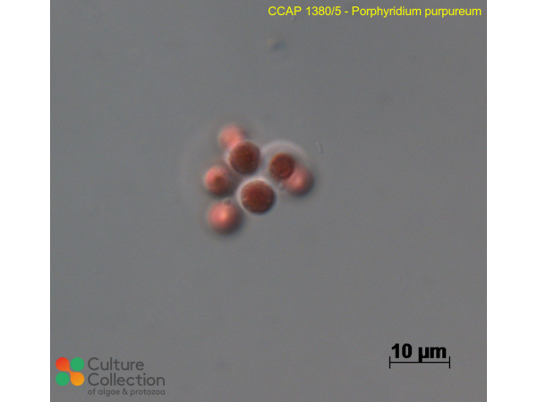 Porphyridium purpureum