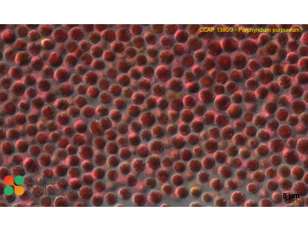 Porphyridium purpureum
