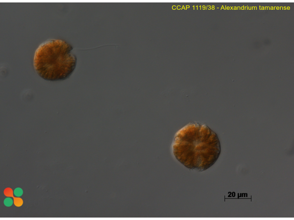 Alexandrium tamarense