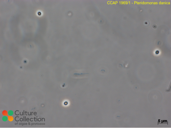 Pteridomonas danica