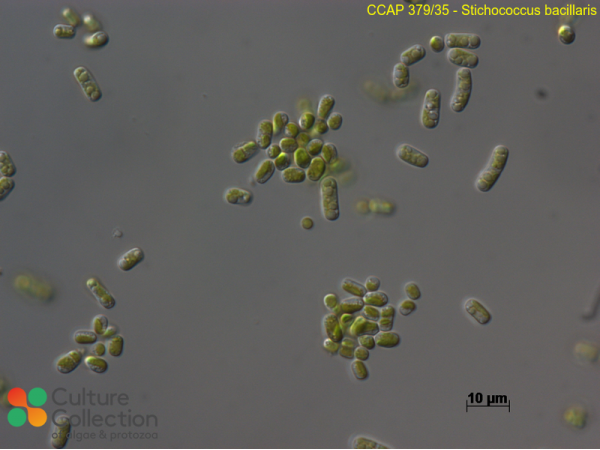 Stichococcus bacillaris