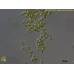 Stichococcus bacillaris