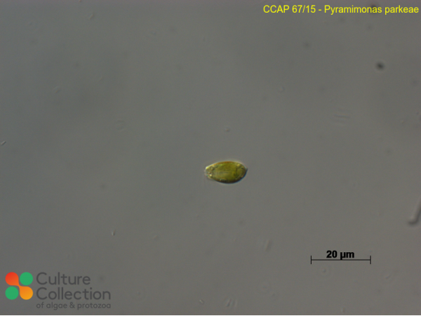 Pyramimonas parkeae
