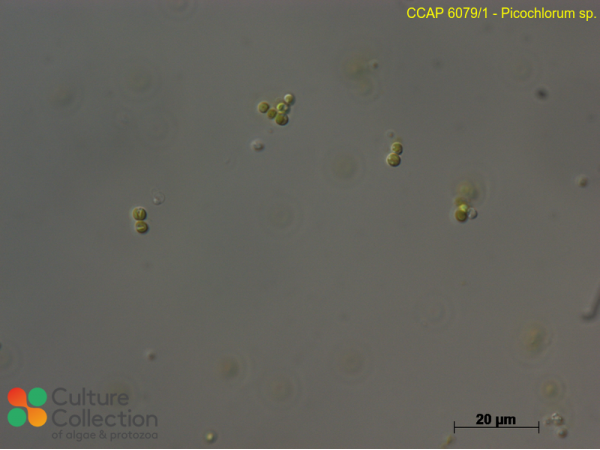 Picochlorum sp.