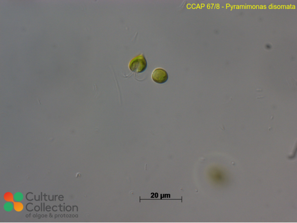 Pyramimonas disomata