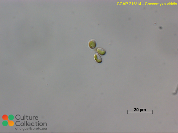 Coccomyxa viridis