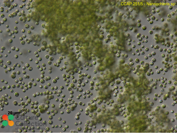 Nannochloris sp. Nannochloris sp.