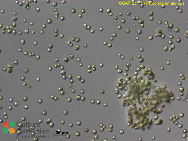 Picochlorum atomus