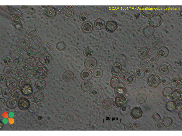 Acanthamoeba castellanii  