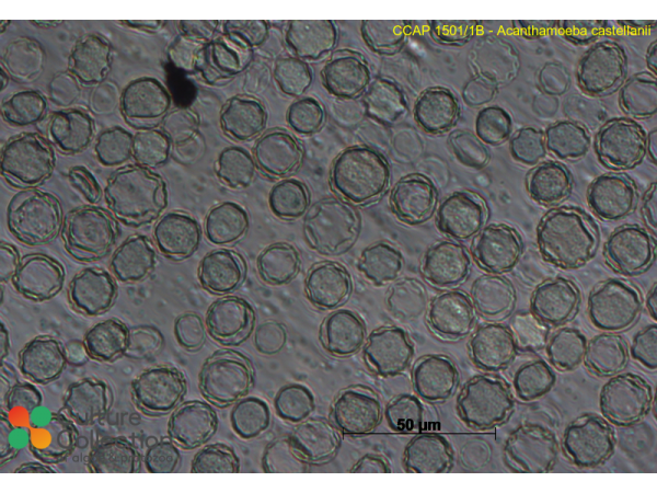 Acanthamoeba castellanii  