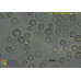 Acanthamoeba castellanii  