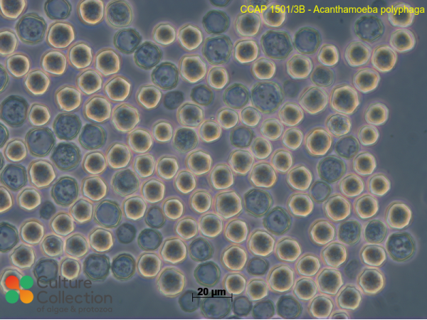 Acanthamoeba polyphaga