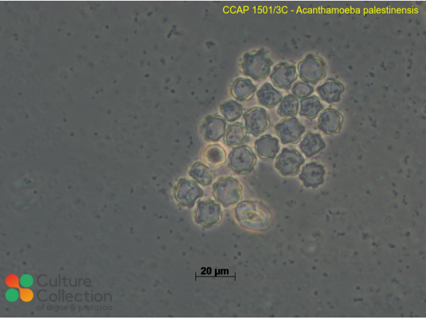 Acanthamoeba palestinensis