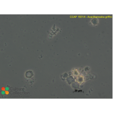 Acanthamoeba griffini