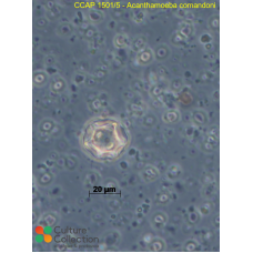 Acanthamoeba comandoni