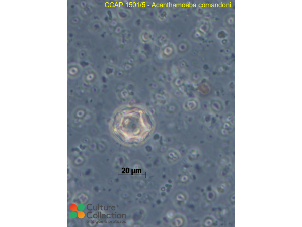 Acanthamoeba comandoni