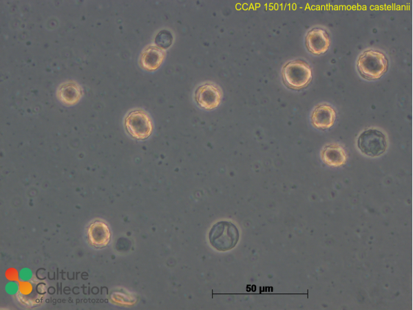 Acanthamoeba castellanii