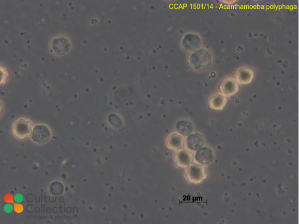 Acanthamoeba polyphaga