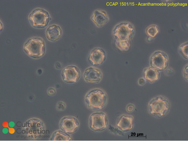 Acanthamoeba polyphaga