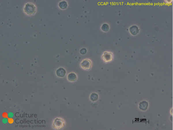 Acanthamoeba polyphaga