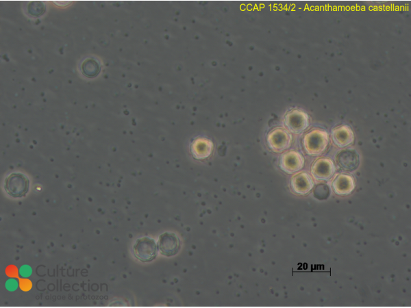 Acanthamoeba castellanii