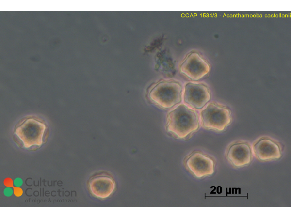 Acanthamoeba castellanii