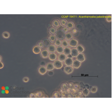 Acanthamoeba palestinensis