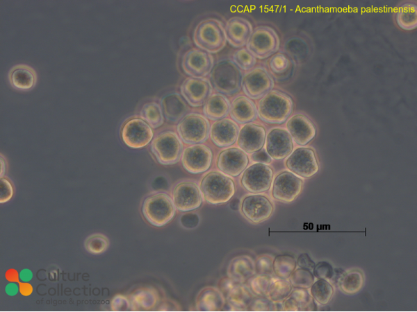 Acanthamoeba palestinensis