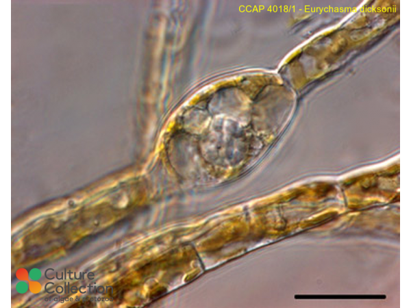Eurychasma dicksonii
